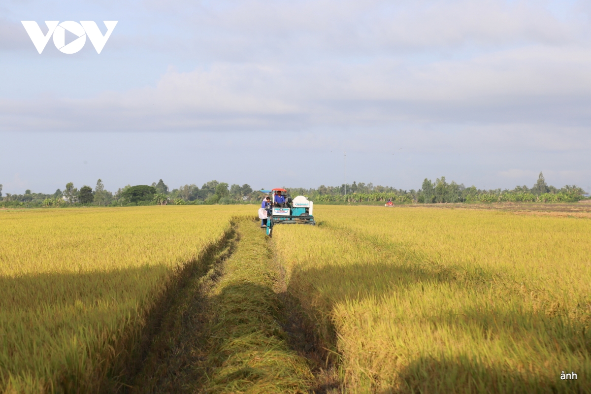 Đánh thức giá trị rơm rạ trong hành trình canh tác lúa phát thải thấp